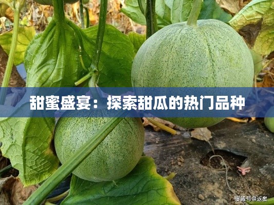 甜蜜盛宴:探索甜瓜的热门品种