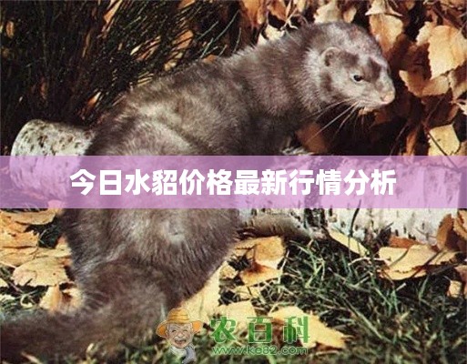 今日水貂价格最新行情分析