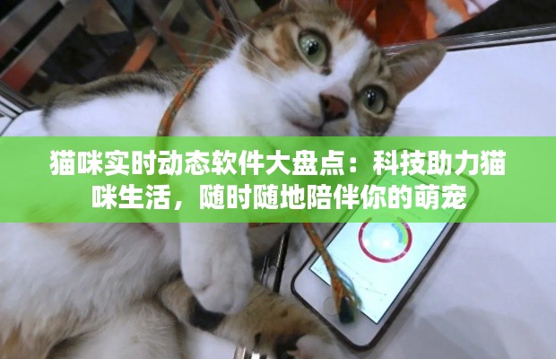 猫咪实时动态软件大盘点:科技助力猫咪生活,随时随地陪伴你的萌宠