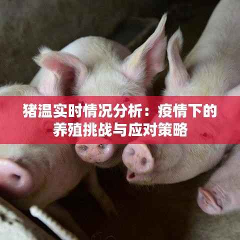 猪温实时情况分析:疫情下的养殖挑战与应对策略