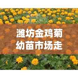 潍坊金鸡菊幼苗市场走势分析,热门行情揭秘