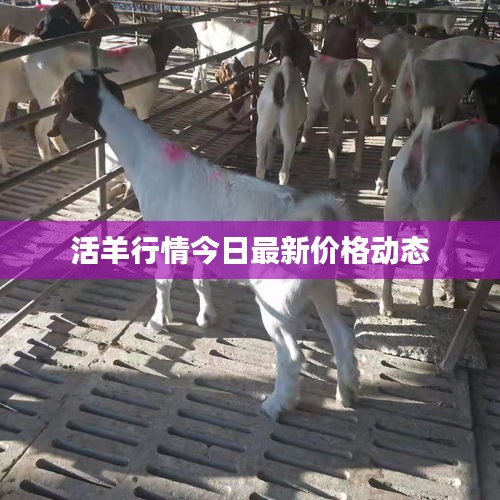活羊行情今日最新价格动态