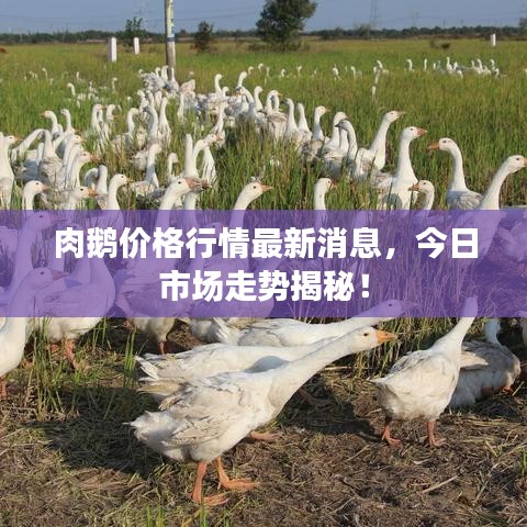 肉鹅价格行情最新消息,今日市场走势揭秘!