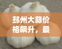 邳州大蒜价格飙升,最新行情揭秘!