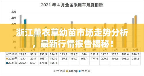 浙江薰衣草幼苗市场走势分析,最新行情报告揭秘!